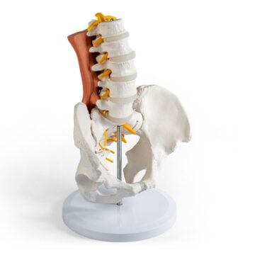 Male pelvis, lumbar spine with muscles
