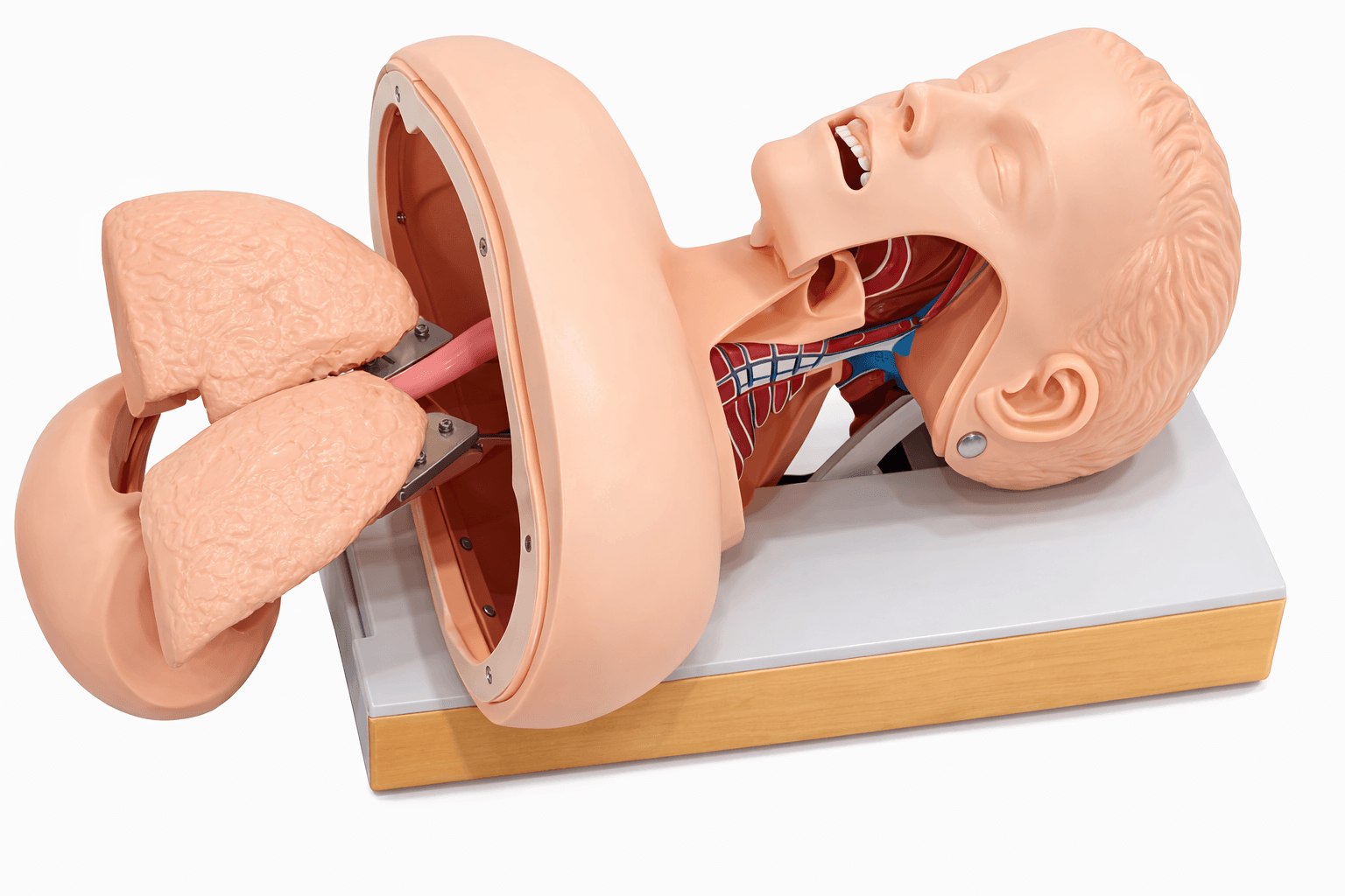 DS-10551 - Trachea intubation Training Model Trachea intubation Training Model