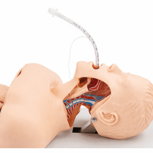 Trachea intubation Training Model