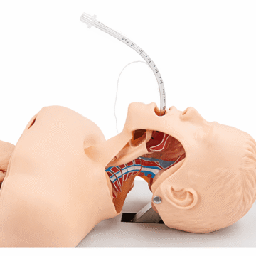 Trachea intubation Training Model