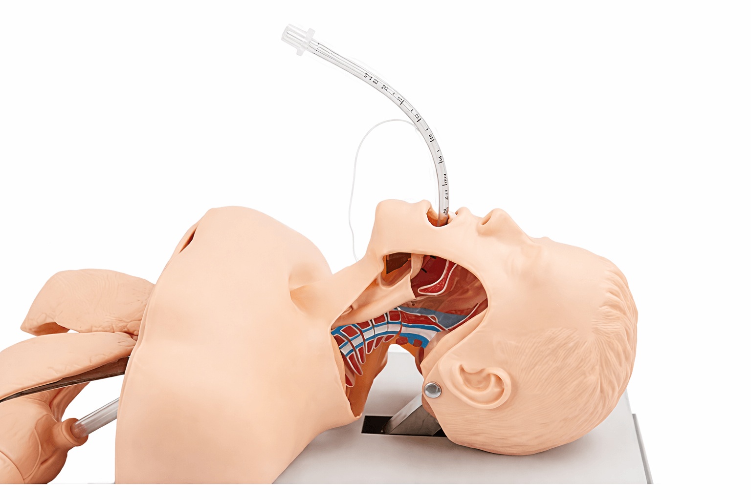 DS-10551 - Trachea intubation Training Model Trachea intubation Training Model