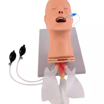 Adult Intubation Model