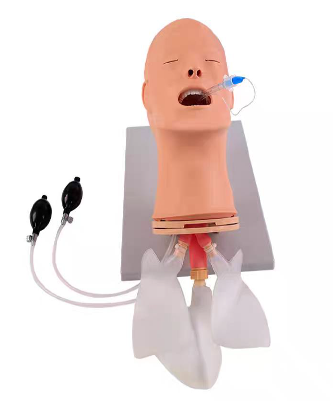 DS-10552 - Adult Intubation Model Adult Intubation Model