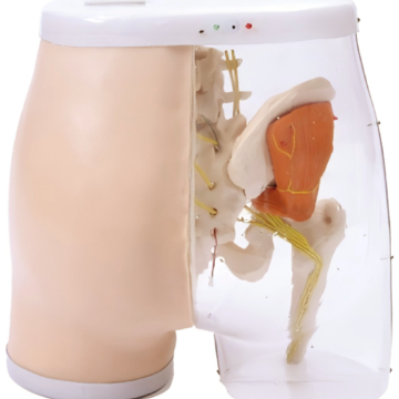 Intramuscular Injection Model