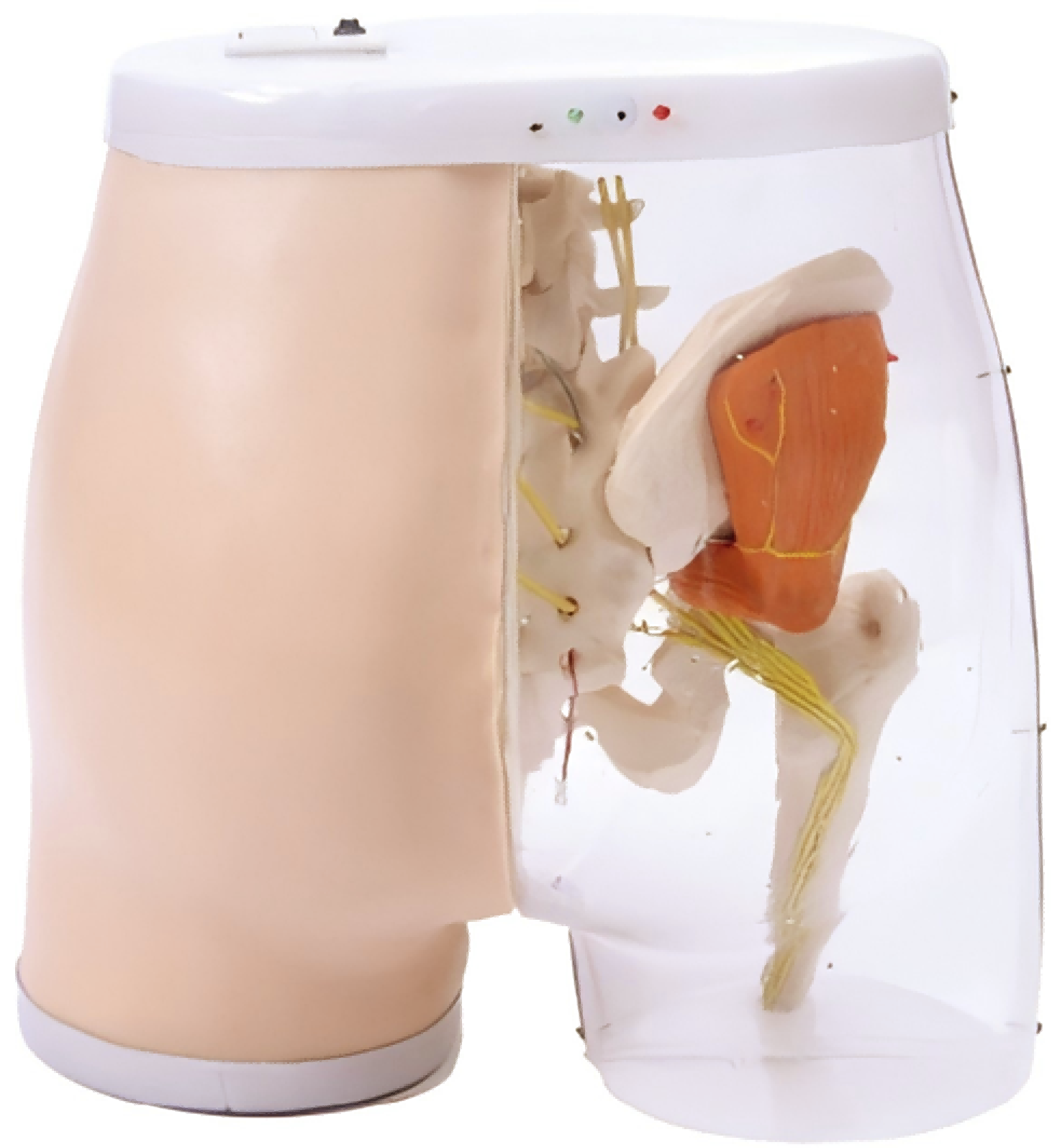 DS-20641 - Intramuscular Injection Model Intramuscular Injection Model