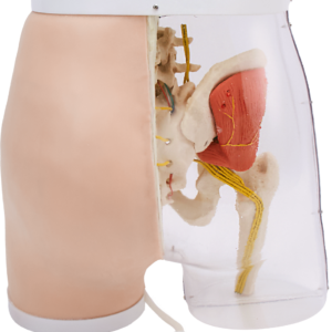 Smart Feedback Gluteal IM Injection Model