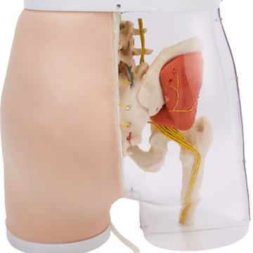Smart Feedback Gluteal IM Injection Model