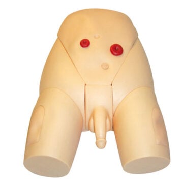 Male Catheterization Training Model