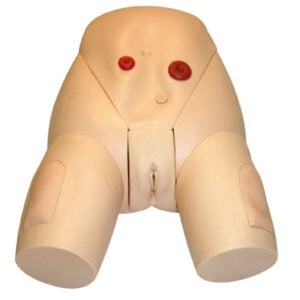 Female Catheterization Training Model
