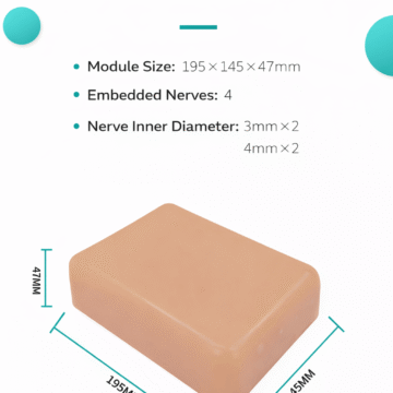 Ultrasound-Guided Nerve Block Training Model