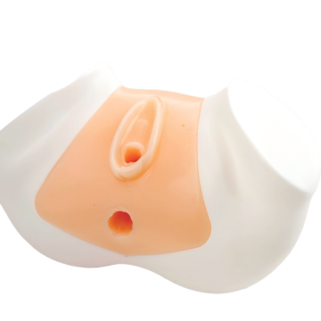 Transrectal Uterine Ultrasound Model