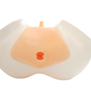 Transrectal Prostate Ultrasound Model