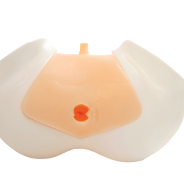 Transrectal Prostate Ultrasound Model