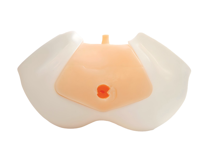 DS-40308 - Transrectal Prostate Ultrasound Model Transrectal Prostate Ultrasound Model
