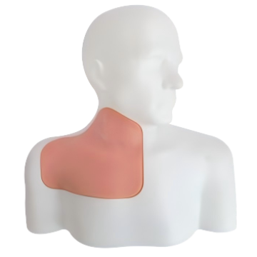 Ultrasound-Guided Central Venous Access Model