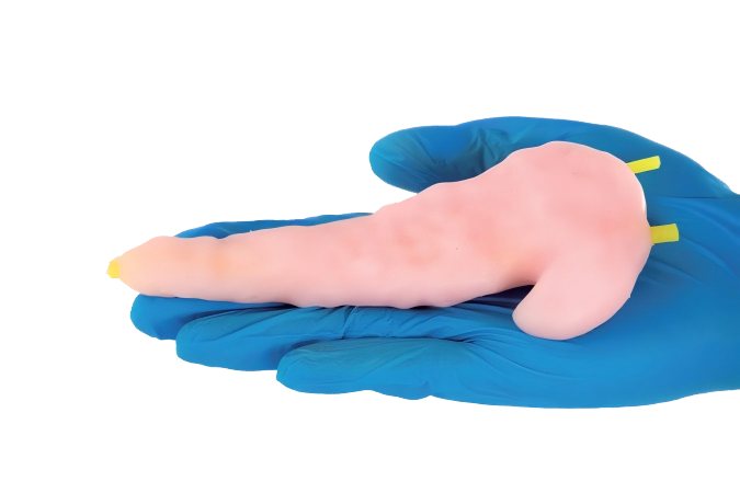 DS-40421 - Pancreaticojejunostomy Training Model Pancreaticojejunostomy Training Model