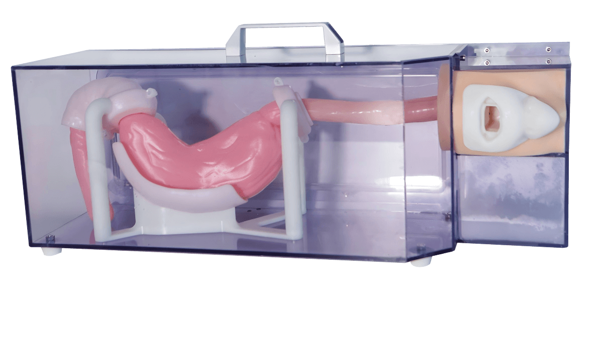 DS-40431 - Gastroscopy Training Model (Basic) Gastroscopy Training Model (Basic)