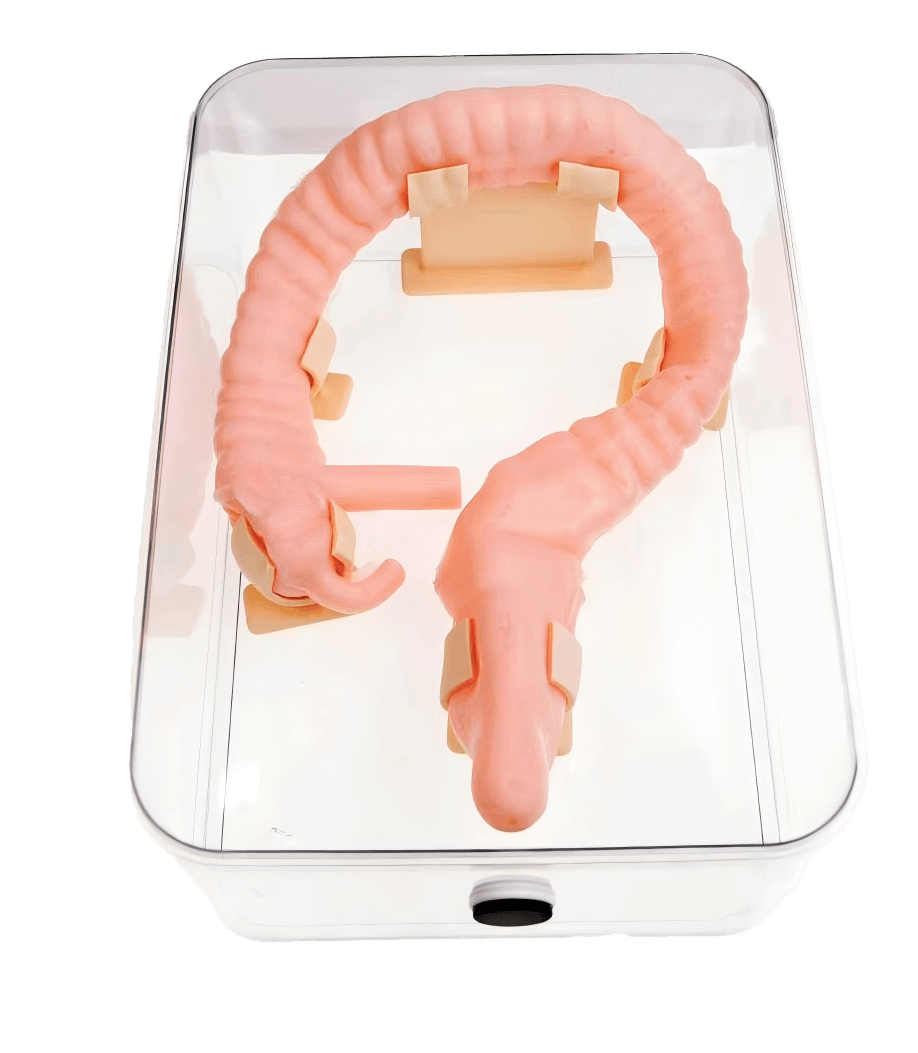 DS-40432 - Colon Practice Model Colon Practice Model