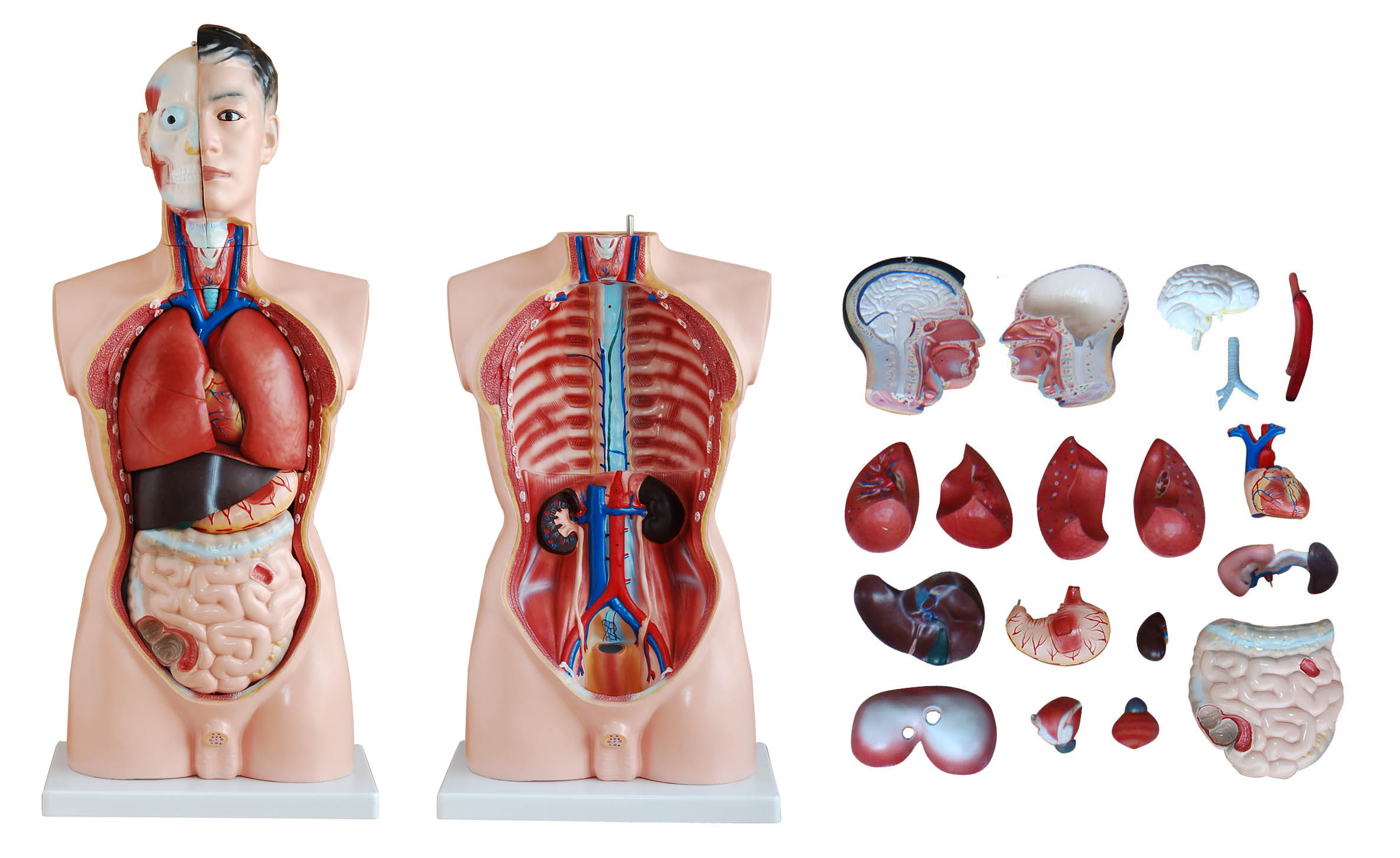 DS-50101 - 85cm Male Torso 19 Parts 85cm Male Torso 19 Parts