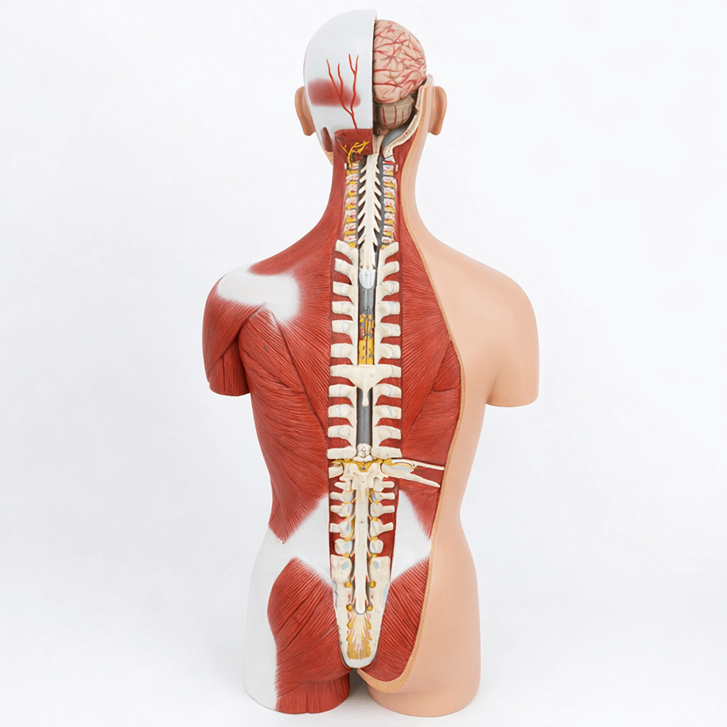 DS-50102 - 85cm Deluxe Dual-Sex Muscular Torso 28Parts 85cm Deluxe Dual-Sex Muscular Torso 28Parts