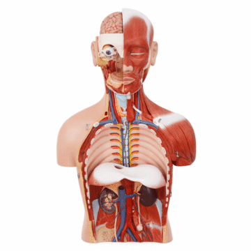 85cm Deluxe Dual-Sex Muscular Torso 28Parts