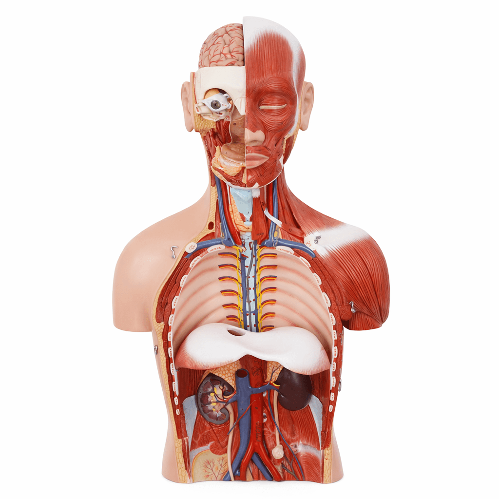 DS-50102 - 85cm Deluxe Dual-Sex Muscular Torso 28Parts 85cm Deluxe Dual-Sex Muscular Torso 28Parts