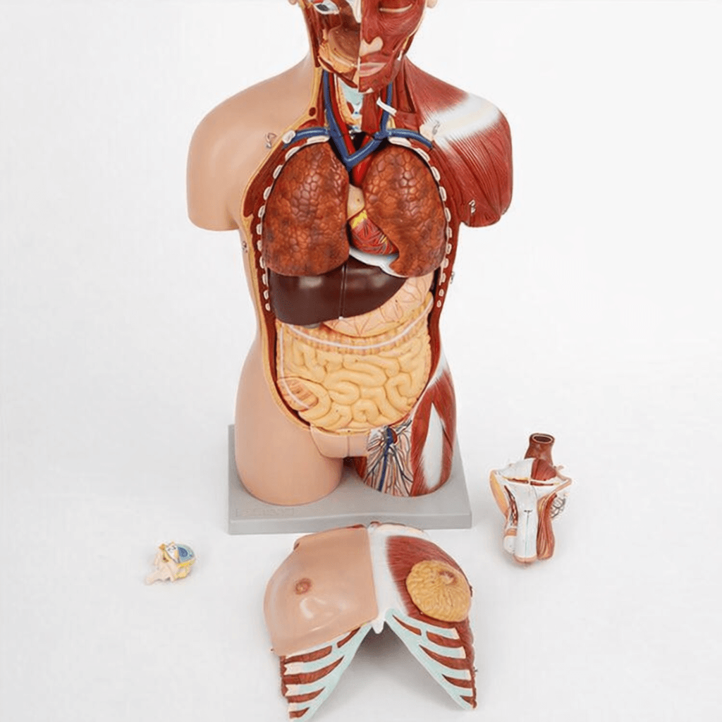 DS-50102 - 85cm Deluxe Dual-Sex Muscular Torso 28Parts 85cm Deluxe Dual-Sex Muscular Torso 28Parts