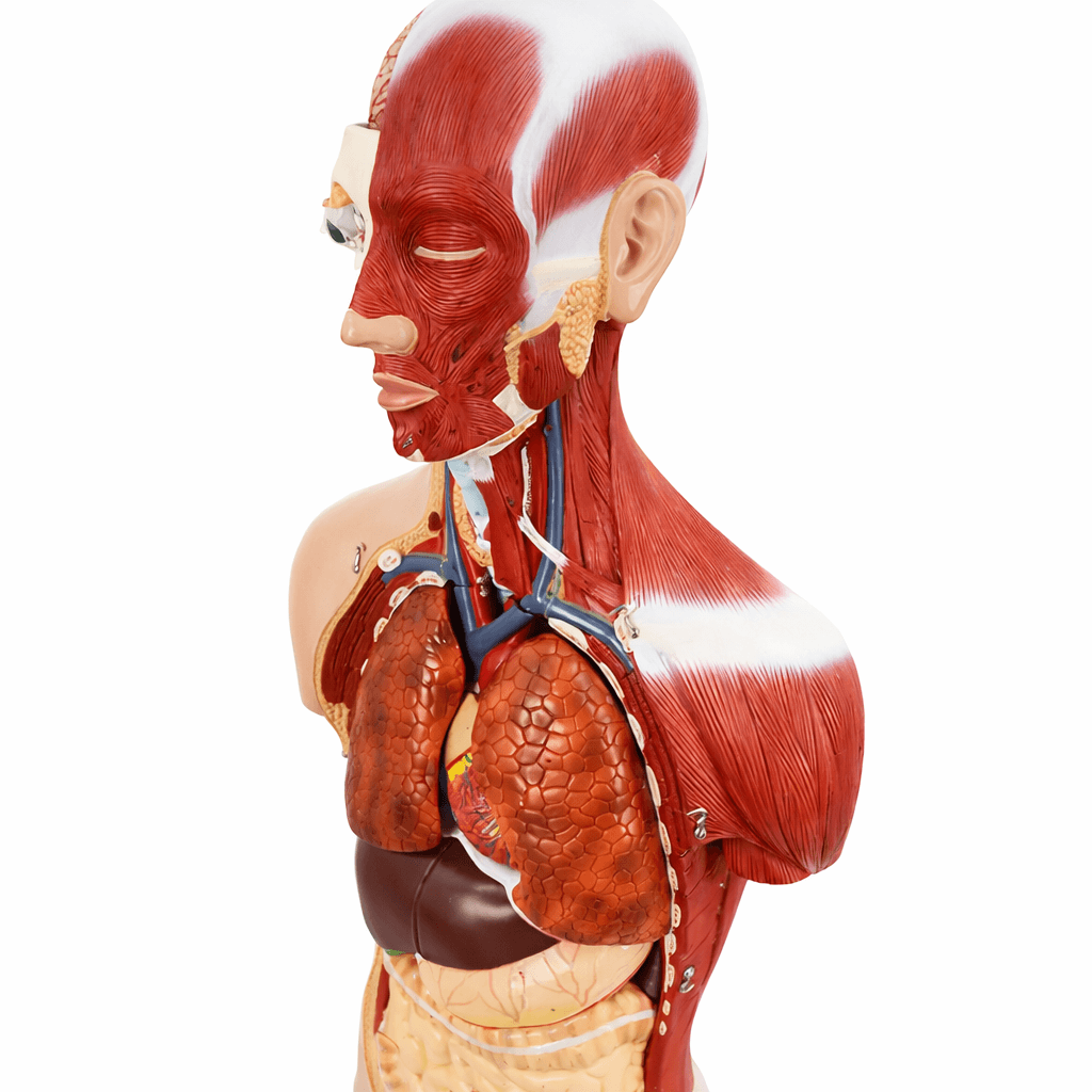DS-50102 - 85cm Deluxe Dual-Sex Muscular Torso 28Parts 85cm Deluxe Dual-Sex Muscular Torso 28Parts