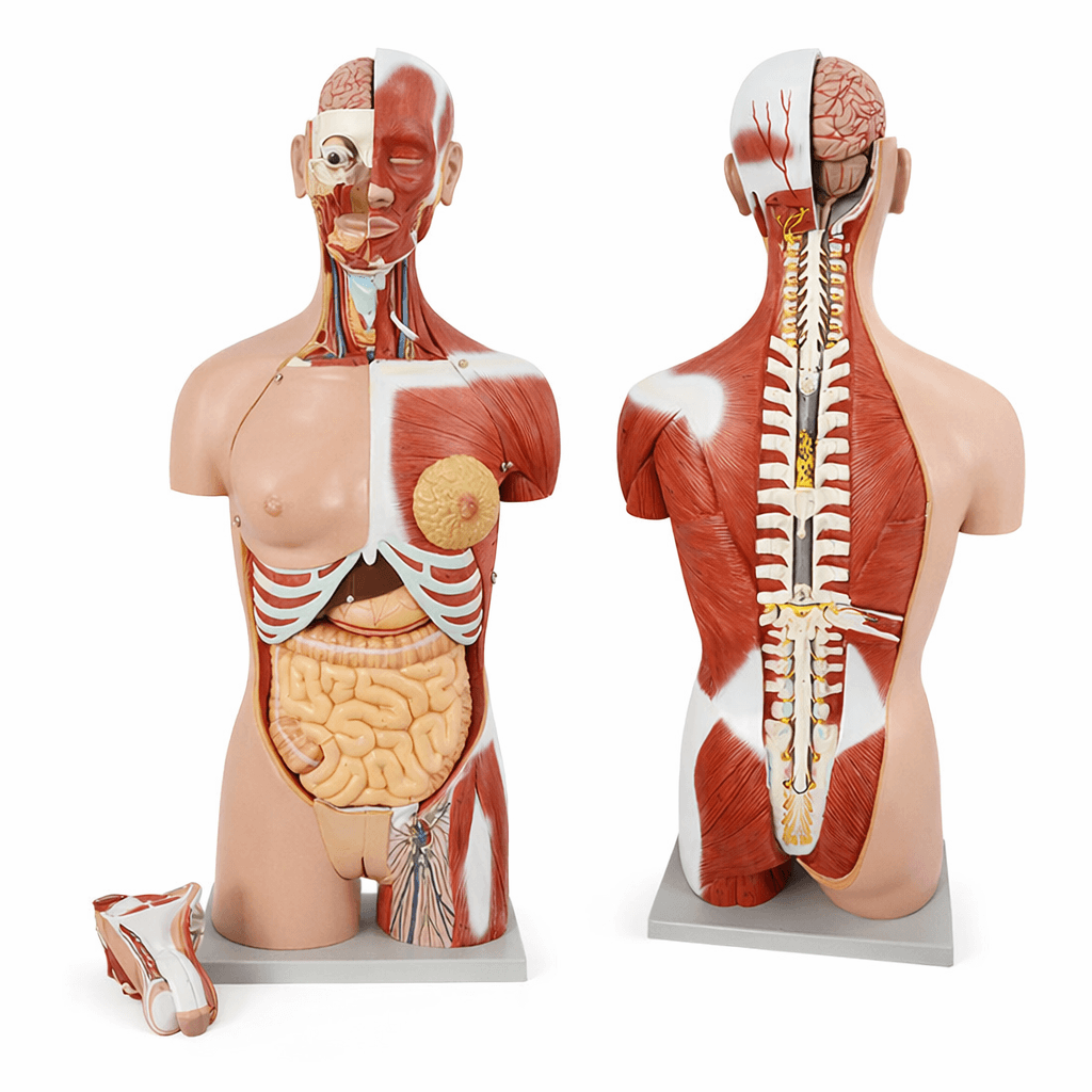 DS-50102 - 85cm Deluxe Dual-Sex Muscular Torso 28Parts 85cm Deluxe Dual-Sex Muscular Torso 28Parts