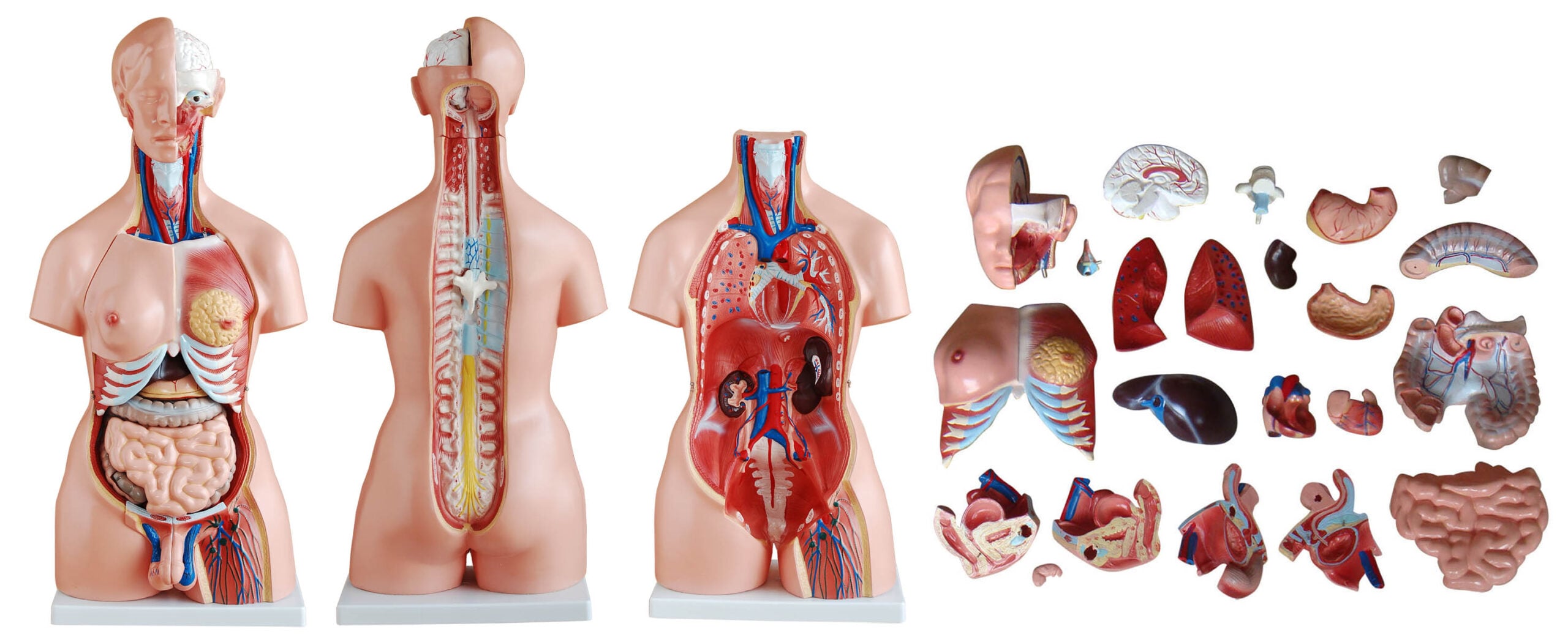 DS-50103 - 85cm Unisex Torso 23 Parts 85cm Unisex Torso 23 Parts