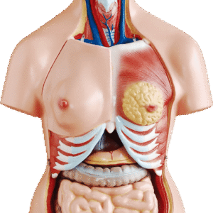 85cm Unisex Torso 23 Parts