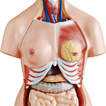 85cm Unisex Torso 23 Parts