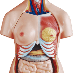 85cm Unisex Torso 40 Parts