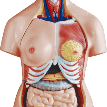 85cm Unisex Torso 40 Parts