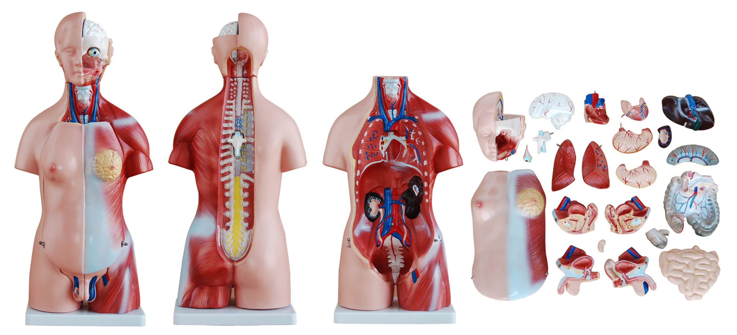 DS-50121 - 45cm Unisex Torso 23 Parts 45cm Unisex Torso 23 Parts