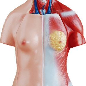 45cm Unisex Torso 23 Parts