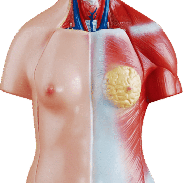 45cm Unisex Torso 23 Parts