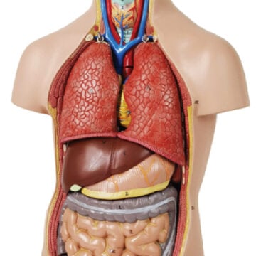 50cm Sexless Torso 12 Parts