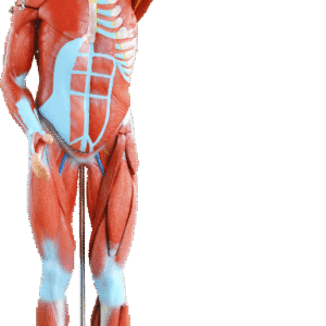 80cm Human Muscle Model Male, 27 Parts