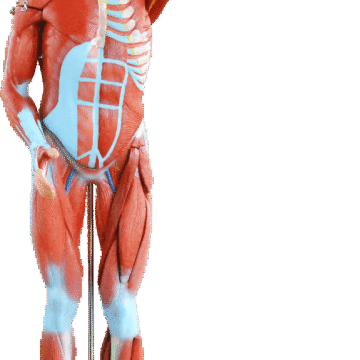 80cm Human Muscle Model Male, 27 Parts