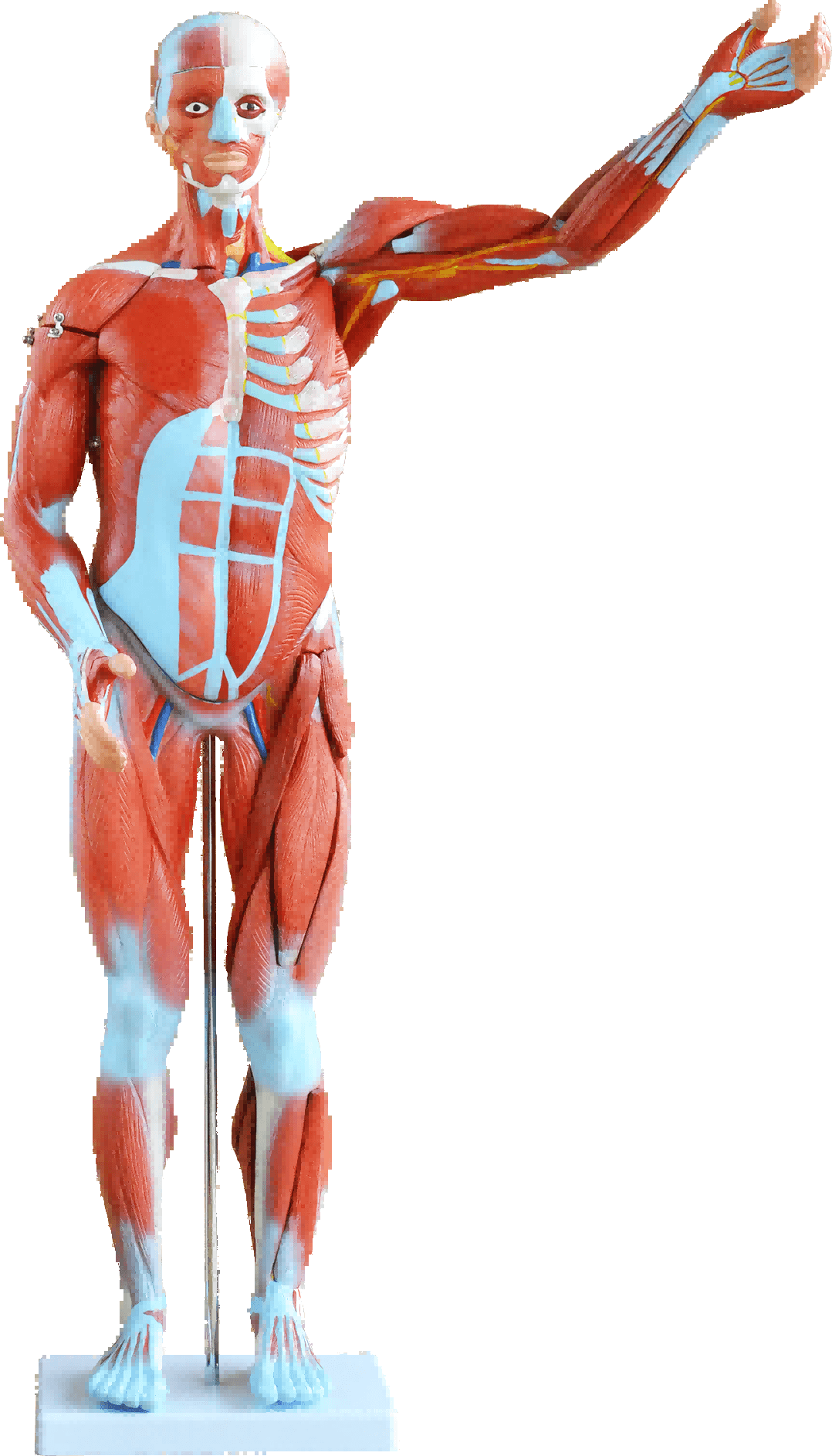 DS-50241 - 80cm Human Muscle Model Male, 27 Parts 80cm Human Muscle Model Male, 27 Parts
