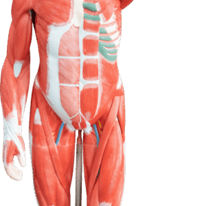 175cm Human Muscle Model, 29 Parts