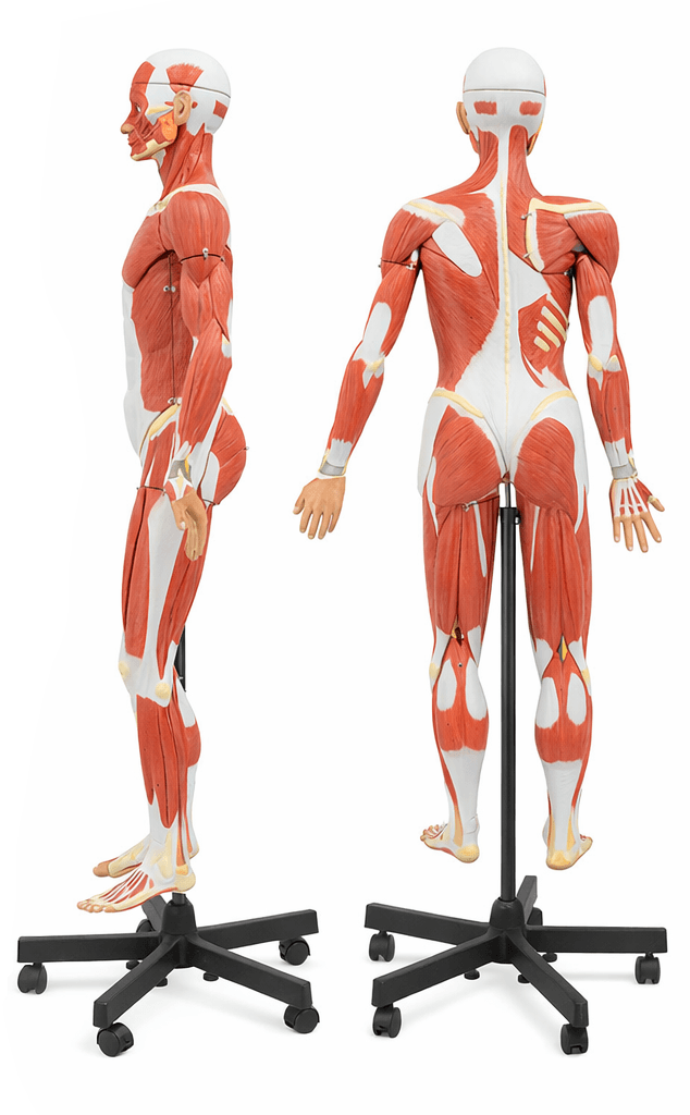 DS-50249 - 140cm Male Muscular Figure Model 32 Parts 140cm Male Muscular Figure Model 32 Parts