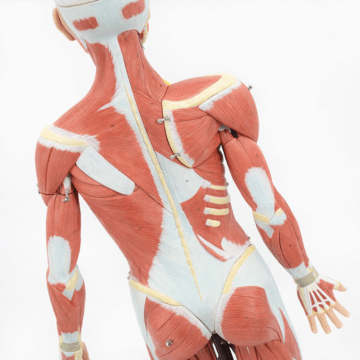 140cm Male Muscular Figure Model 32 Parts