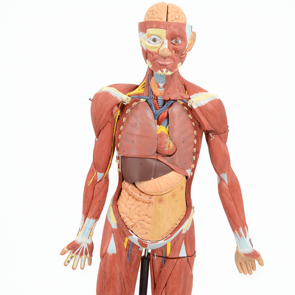 DS-50249 - 140cm Male Muscular Figure Model 32 Parts 140cm Male Muscular Figure Model 32 Parts