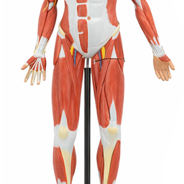 140cm Male Muscular Figure Model 32 Parts