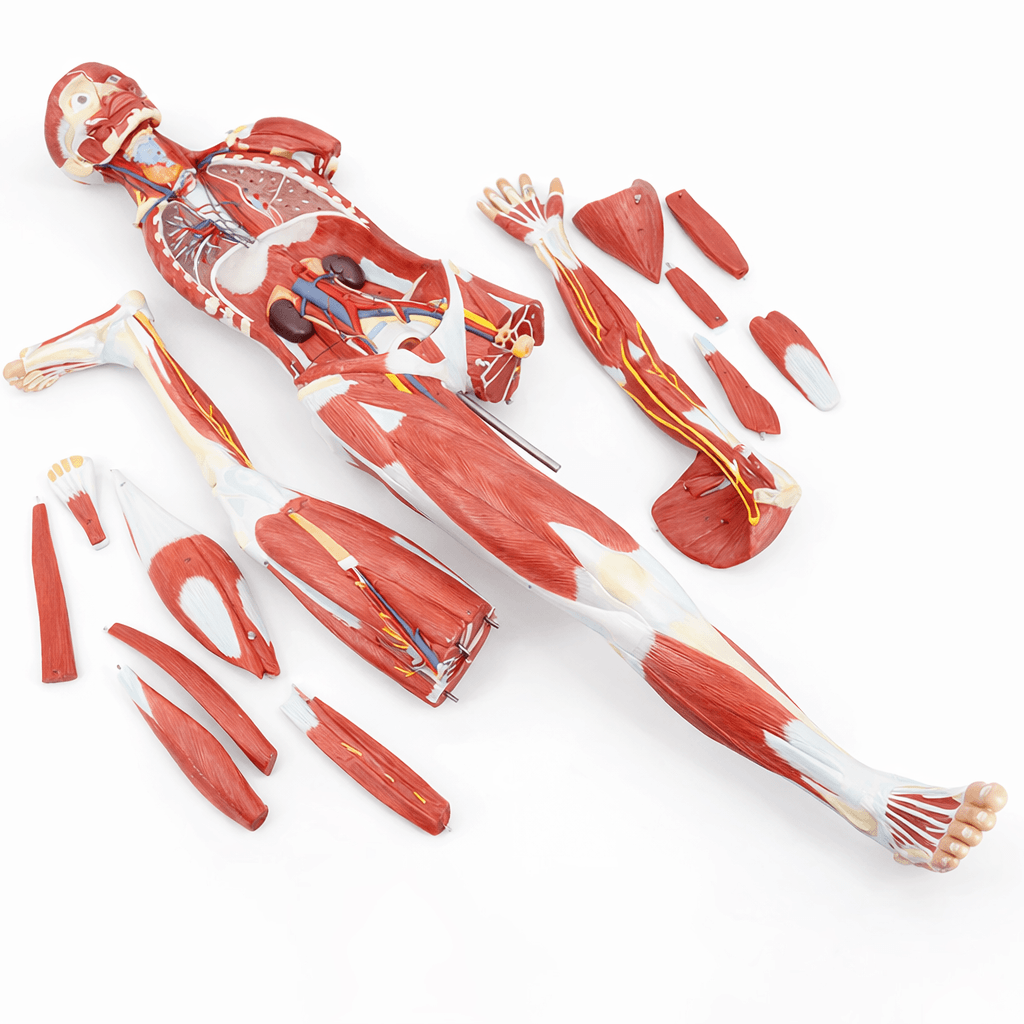 DS-50249 - 140cm Male Muscular Figure Model 32 Parts 140cm Male Muscular Figure Model 32 Parts
