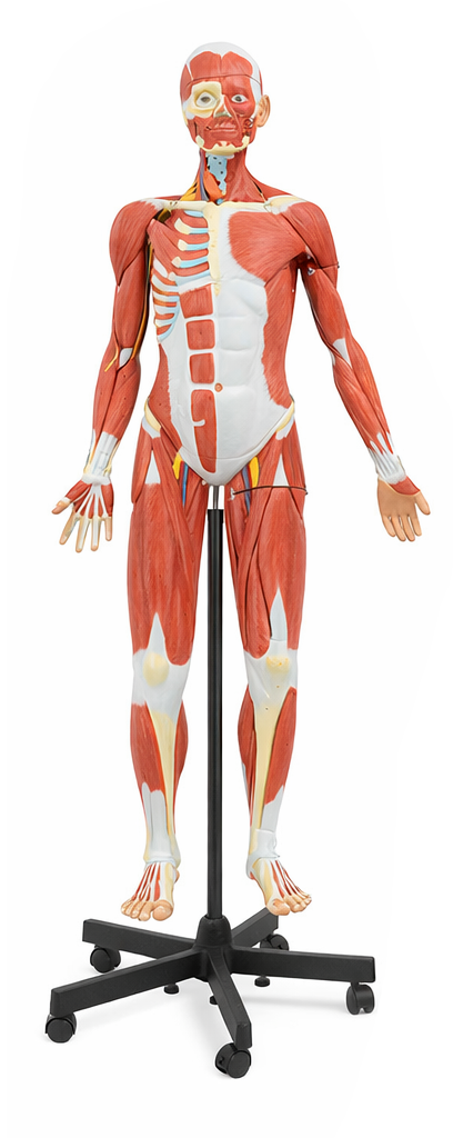 DS-50249 - 140cm Male Muscular Figure Model 32 Parts 140cm Male Muscular Figure Model 32 Parts