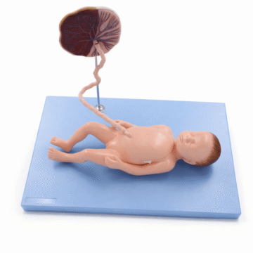 Fetal Circulation with Internal Organs Model, 13 Parts