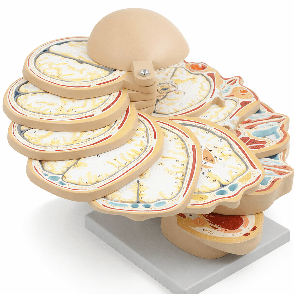 DS-50327 - Head and Neck Sectional Model with Brain, 12 Parts Head and Neck Sectional Model with Brain, 12 Parts